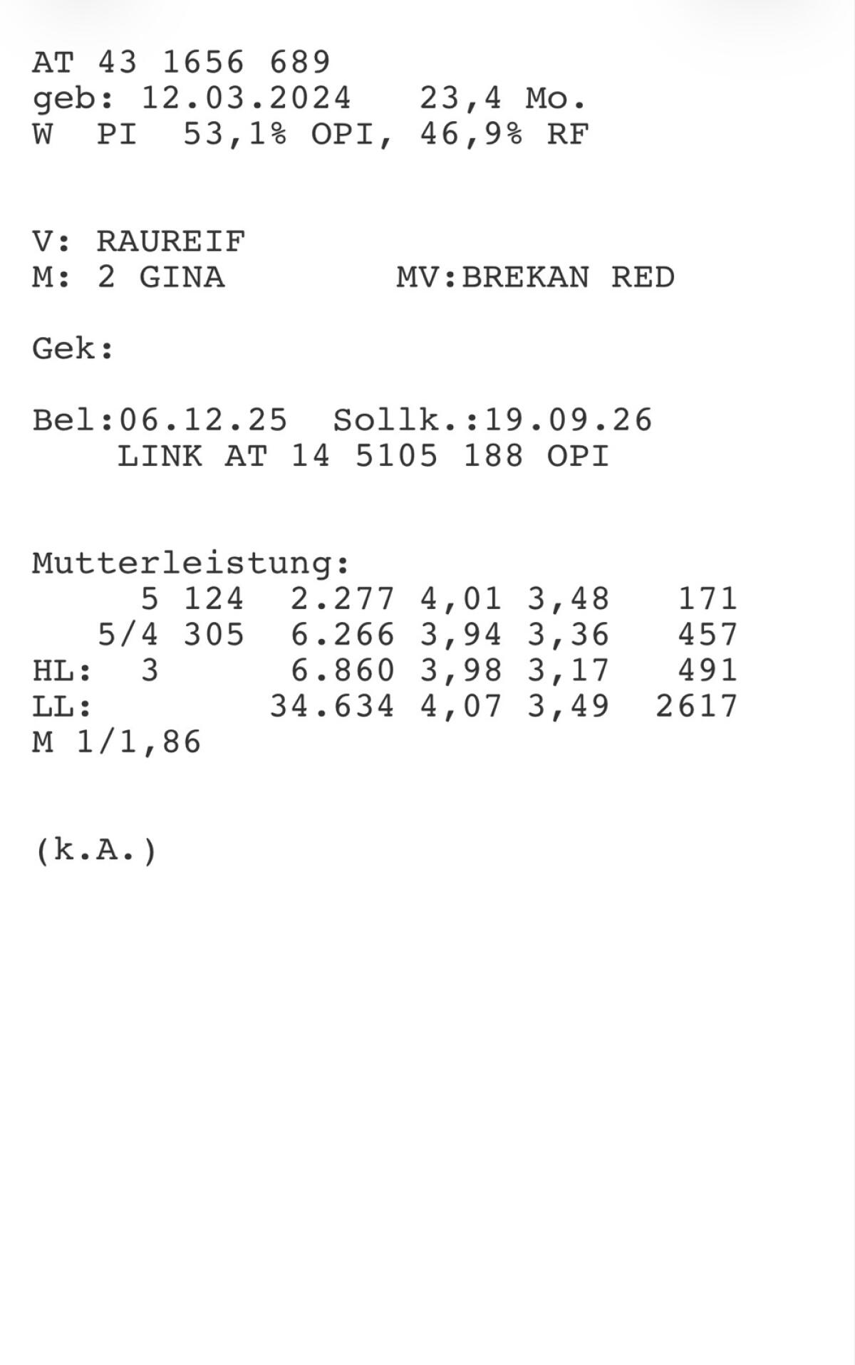 Trächtige Bio PIxRF Kalbin 2