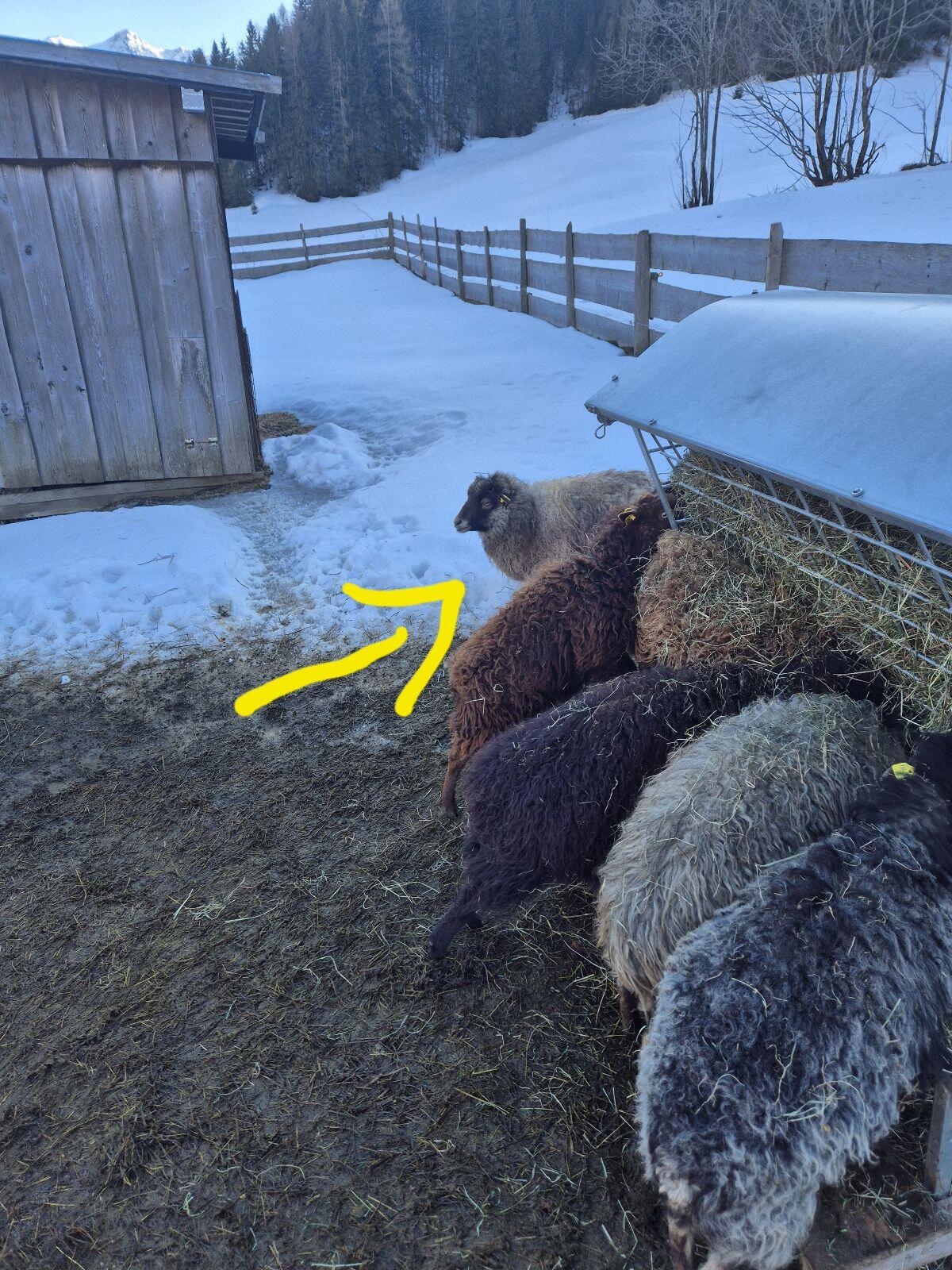 Ouessant, Zwergschafe, Quessant (weiblich) 2