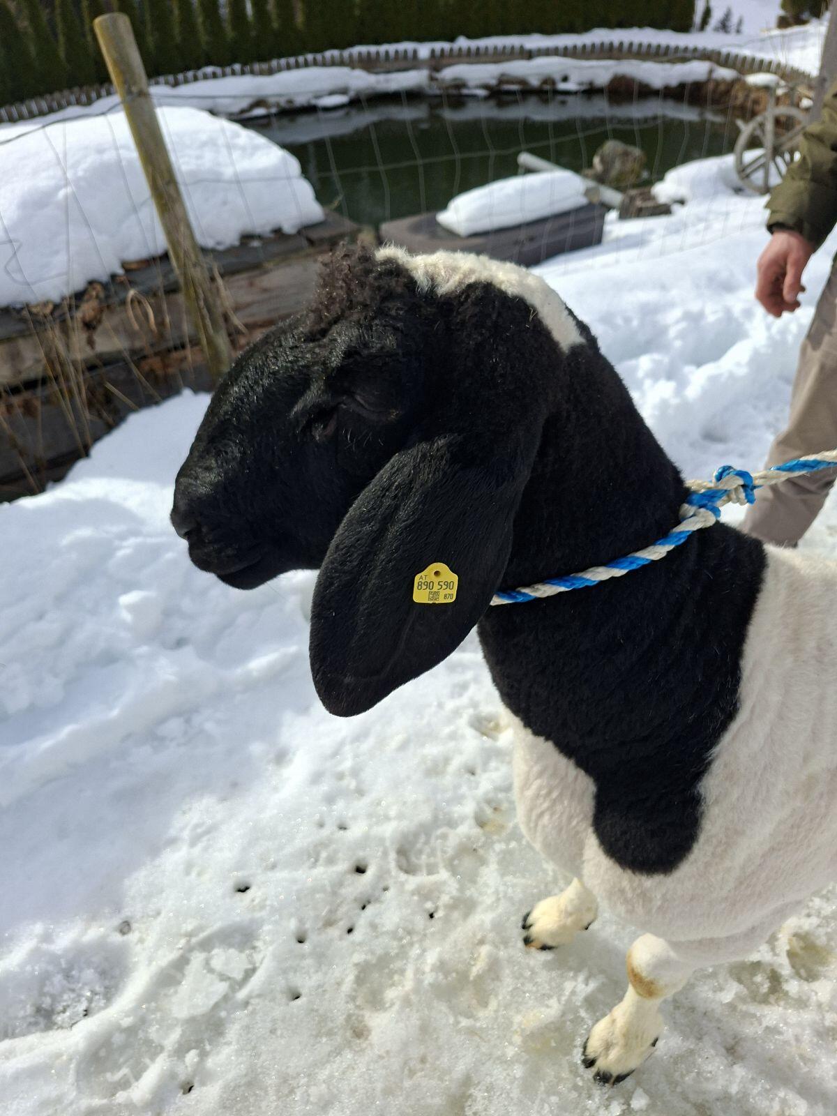 Tscheggen Widder HB 3