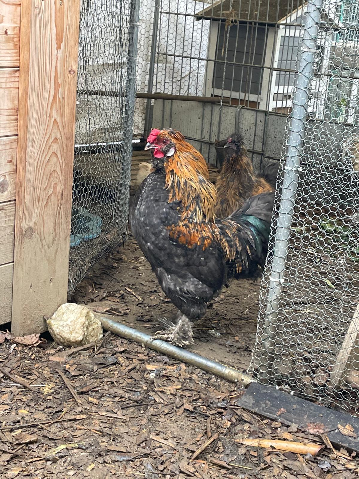 Seidenhähne und Steinhähne abzugeben 2