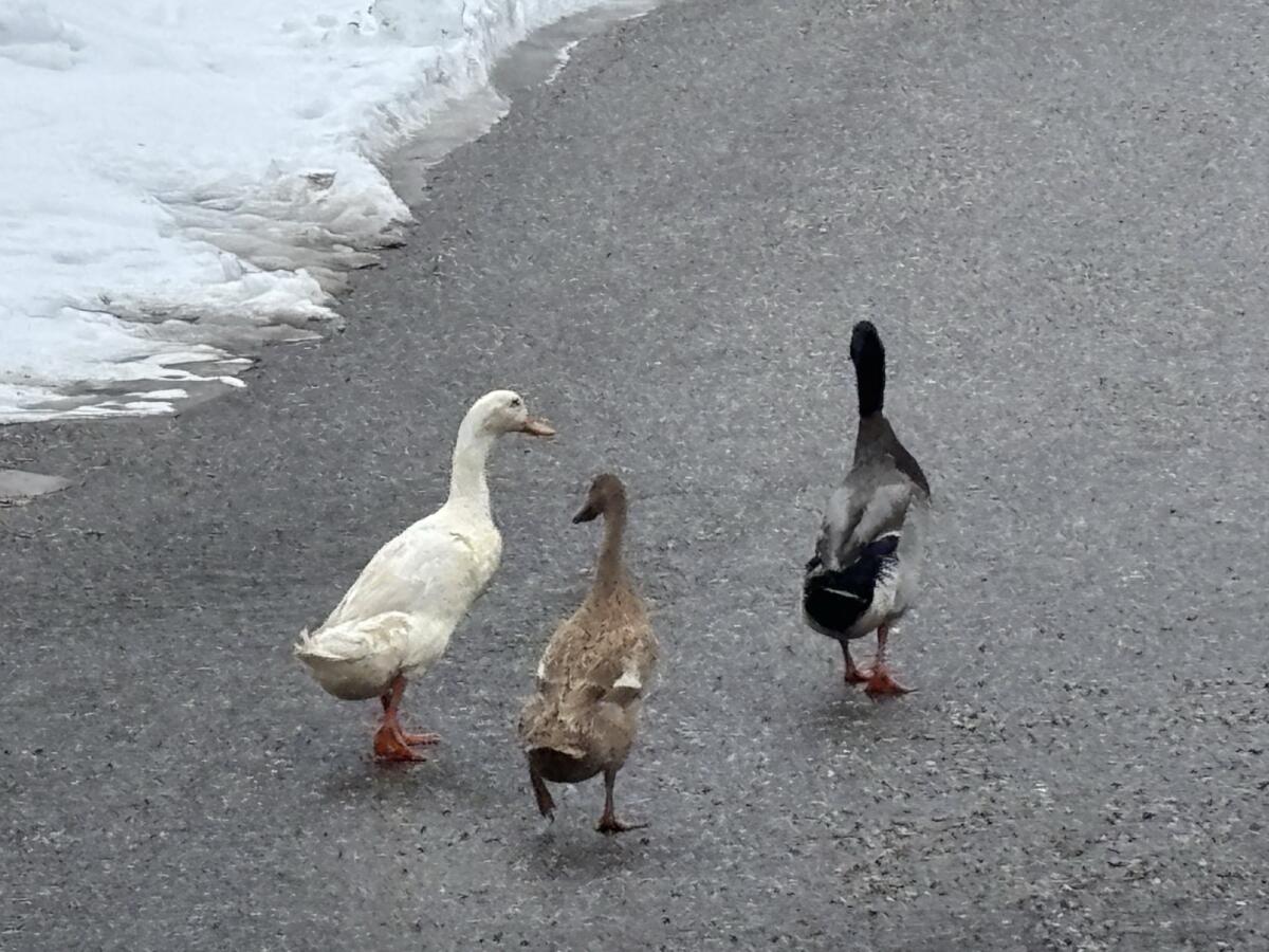 Verkaufe Laufenten Erpel 2