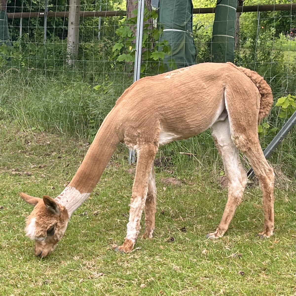 APE Poseidon`s Flash (Hengst) 2