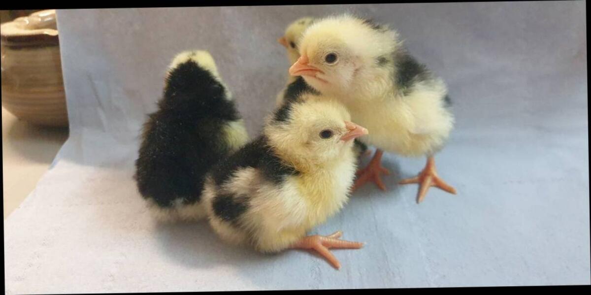 Bruteier Küken 2