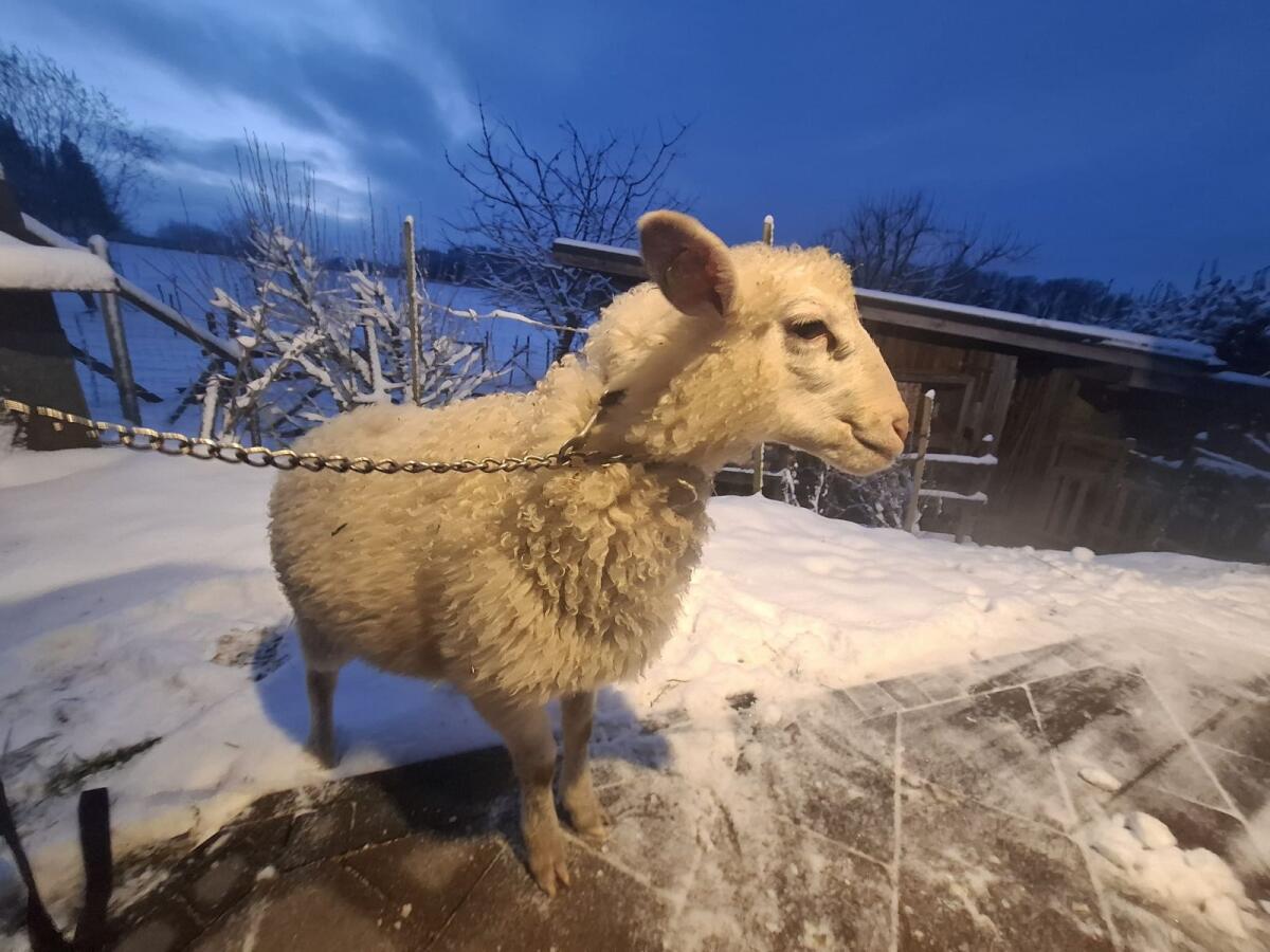 Krainer Steinschaf Jungbock 2