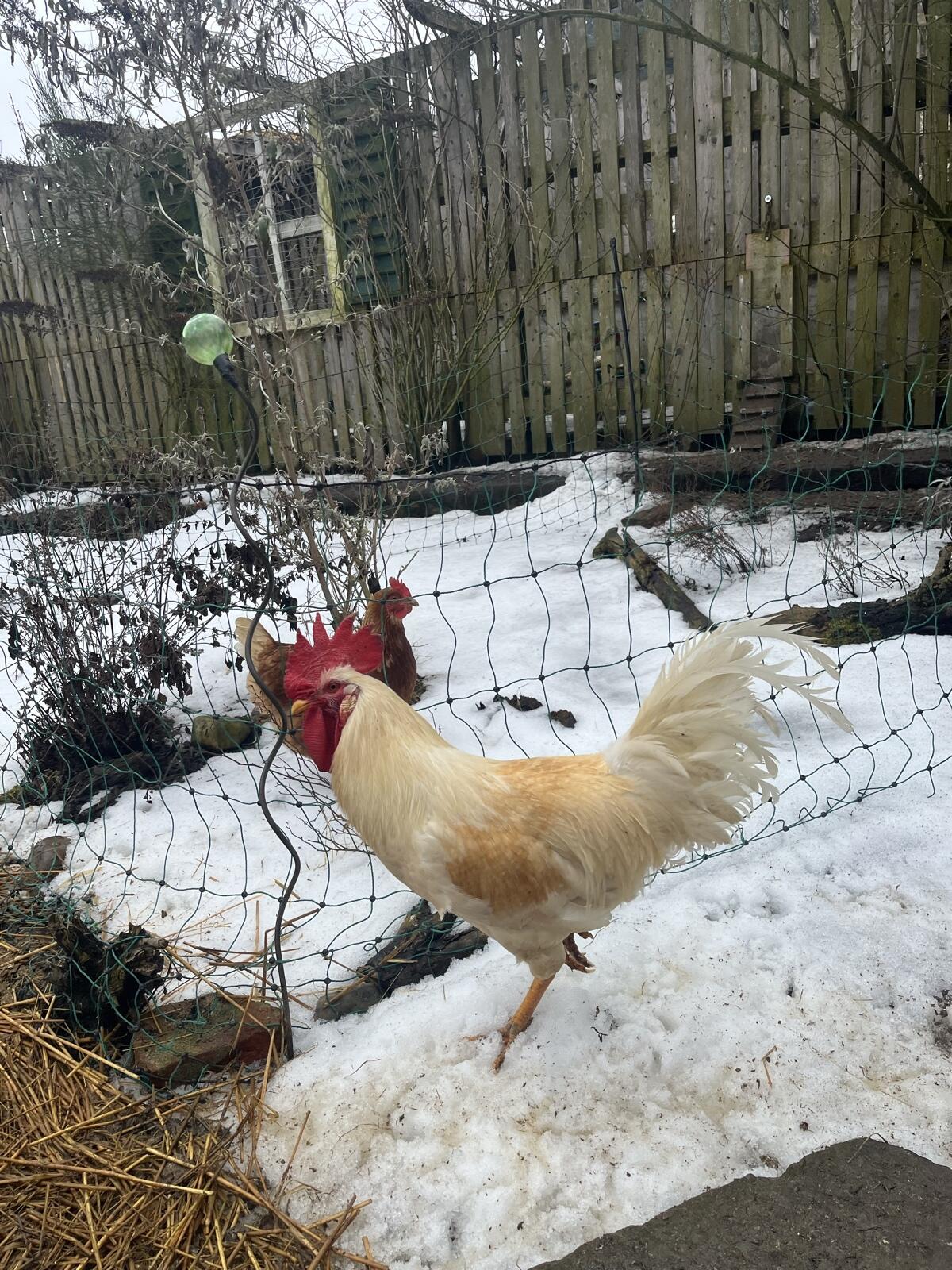 Mischlingshahn zu verschenken 3