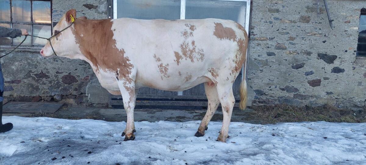 Trächtige Fleckviehzuchtkalbin 2