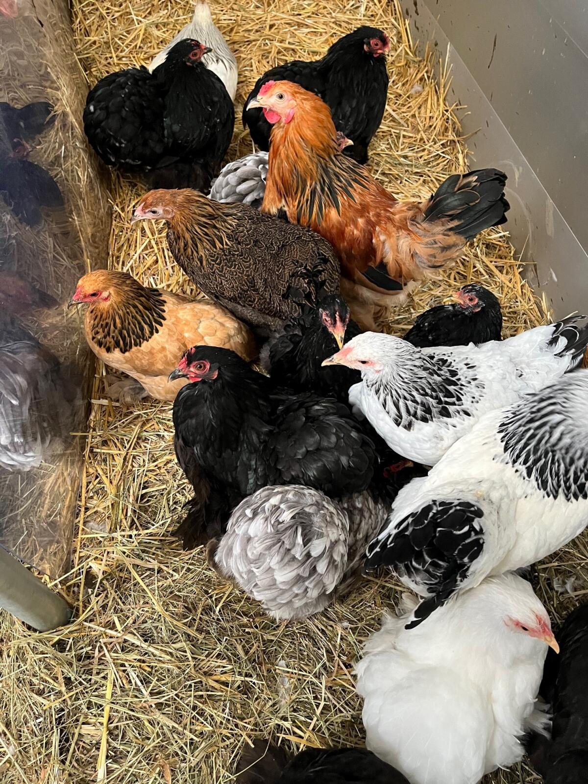 Rassehühner, Araucana, Bielefelder, Barnevelder, Paduana 2