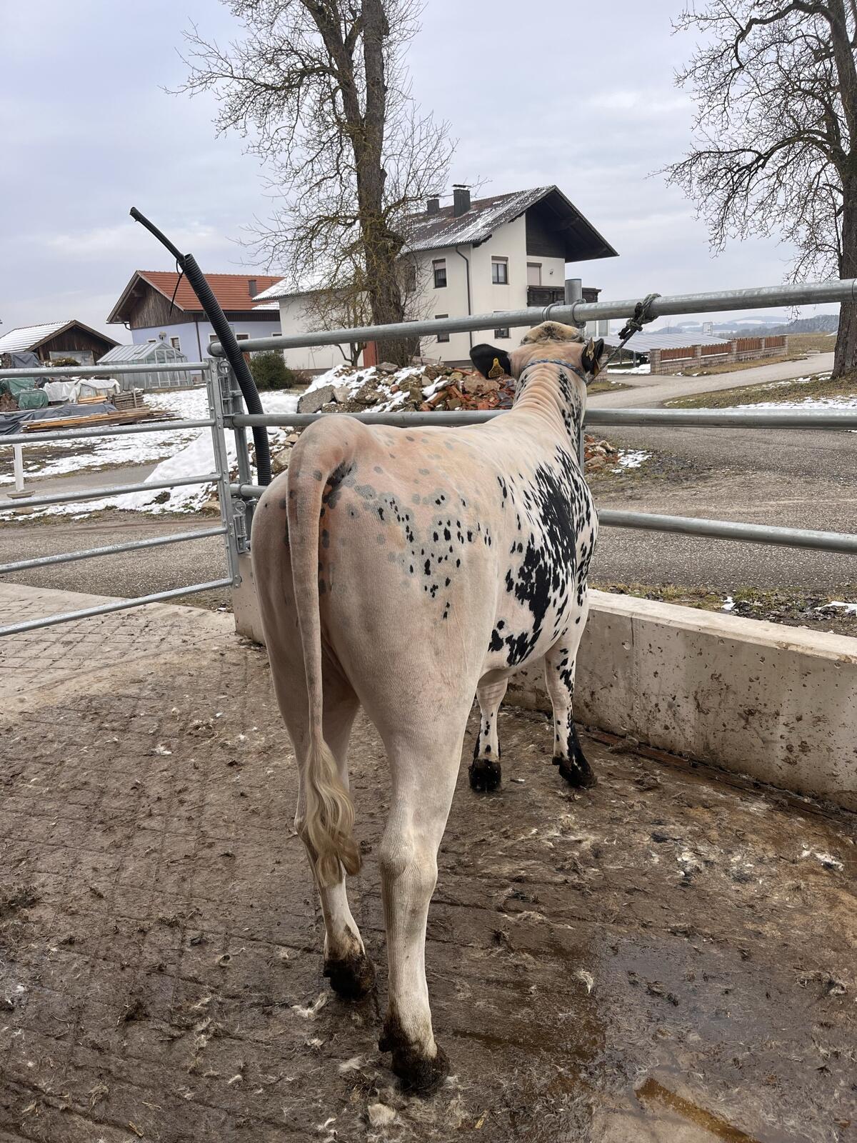 Pustertaler Sprinzen Kalbin 3