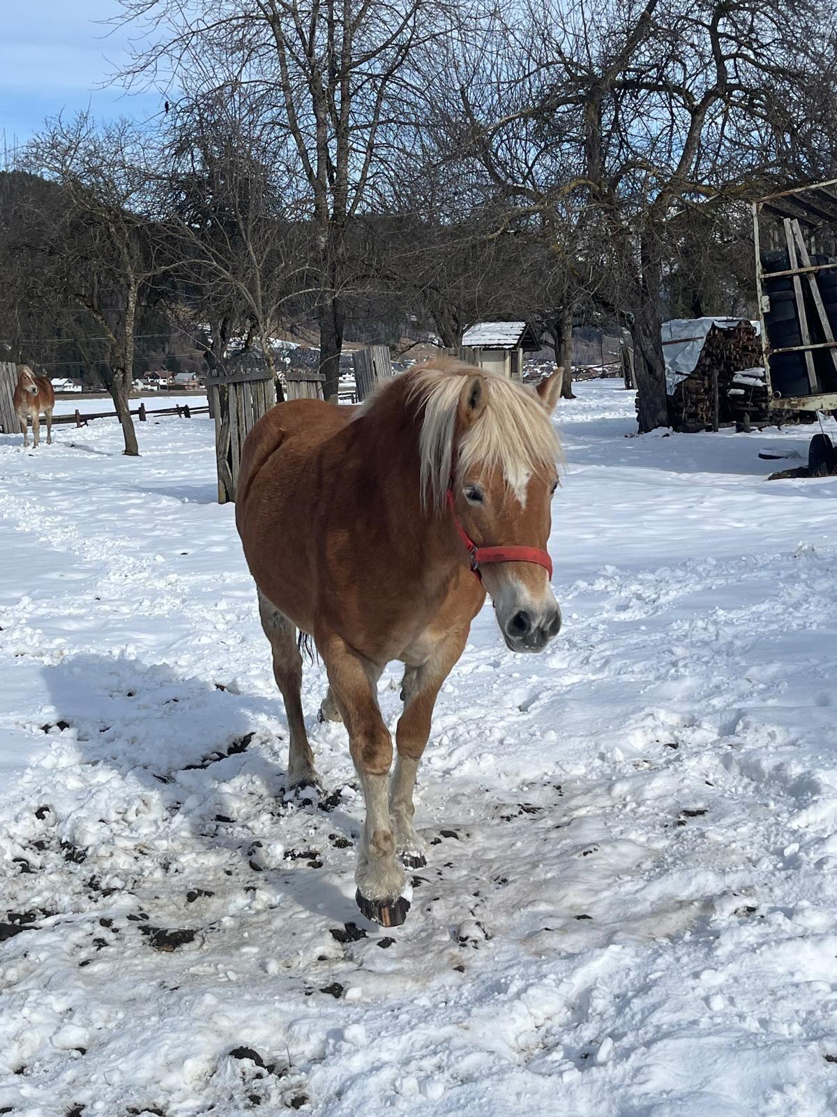 Haflinger Stuten 2