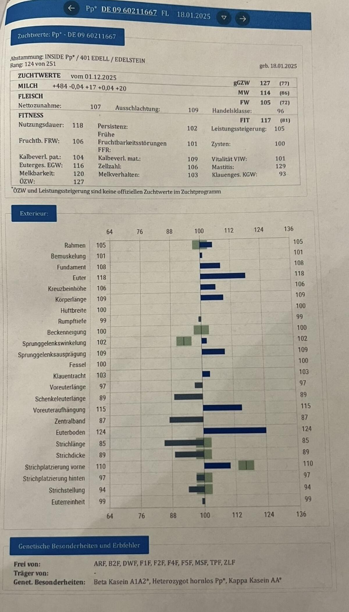 Fleckvieh Deckstier, Sprungstier, Deckbulle, Zuchtstier 2