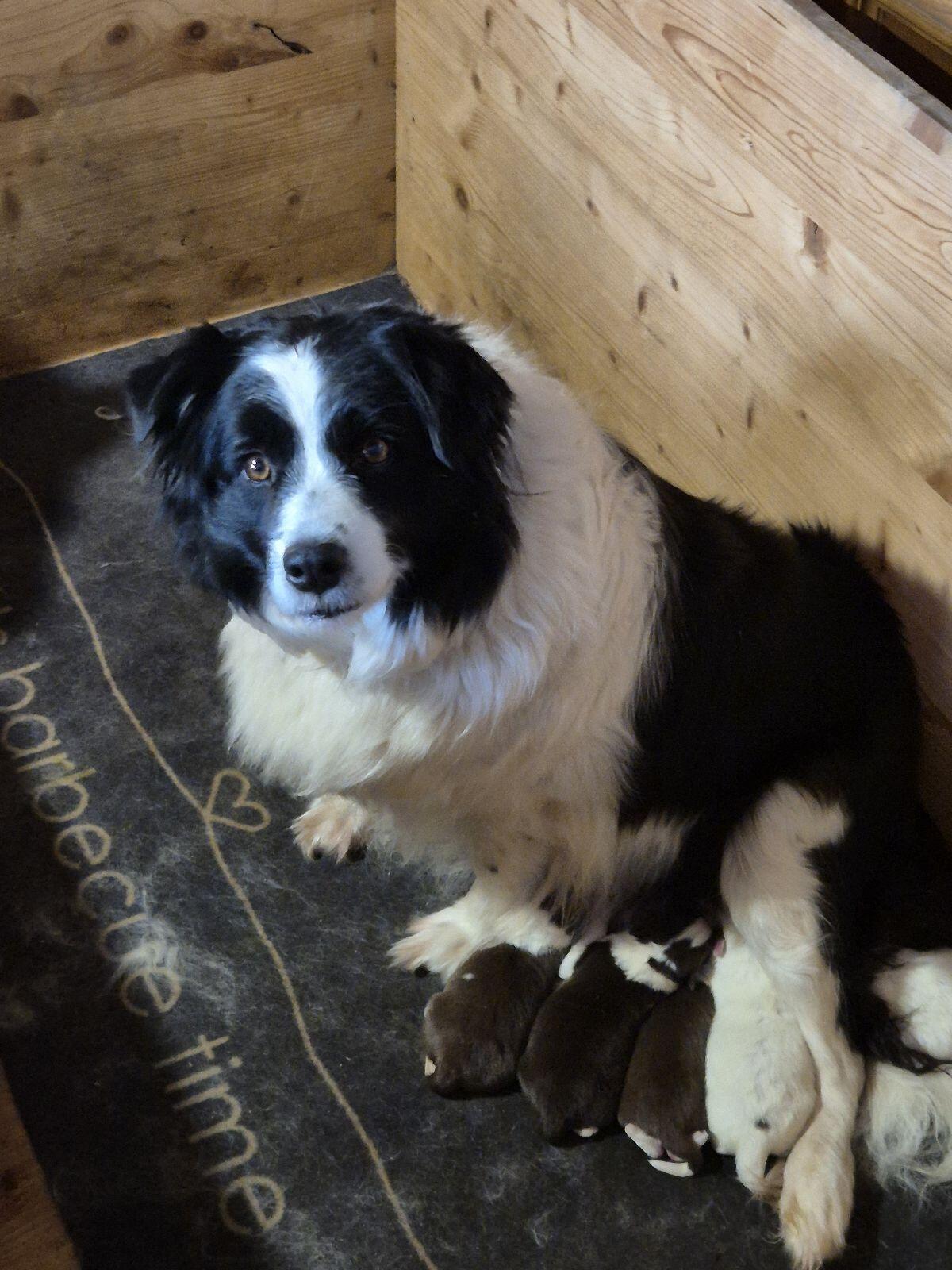 Border Collie Welpen 3