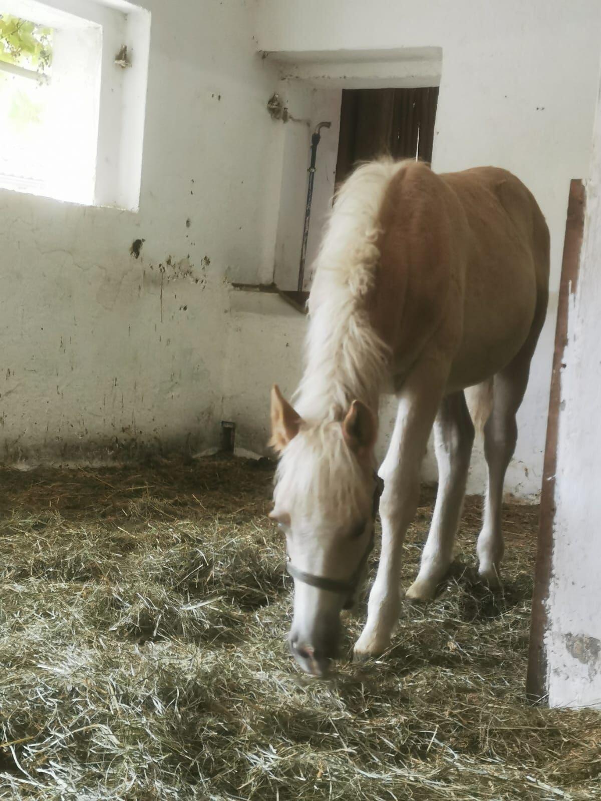 Haflingerhengstfohlen zu verkaufen 3