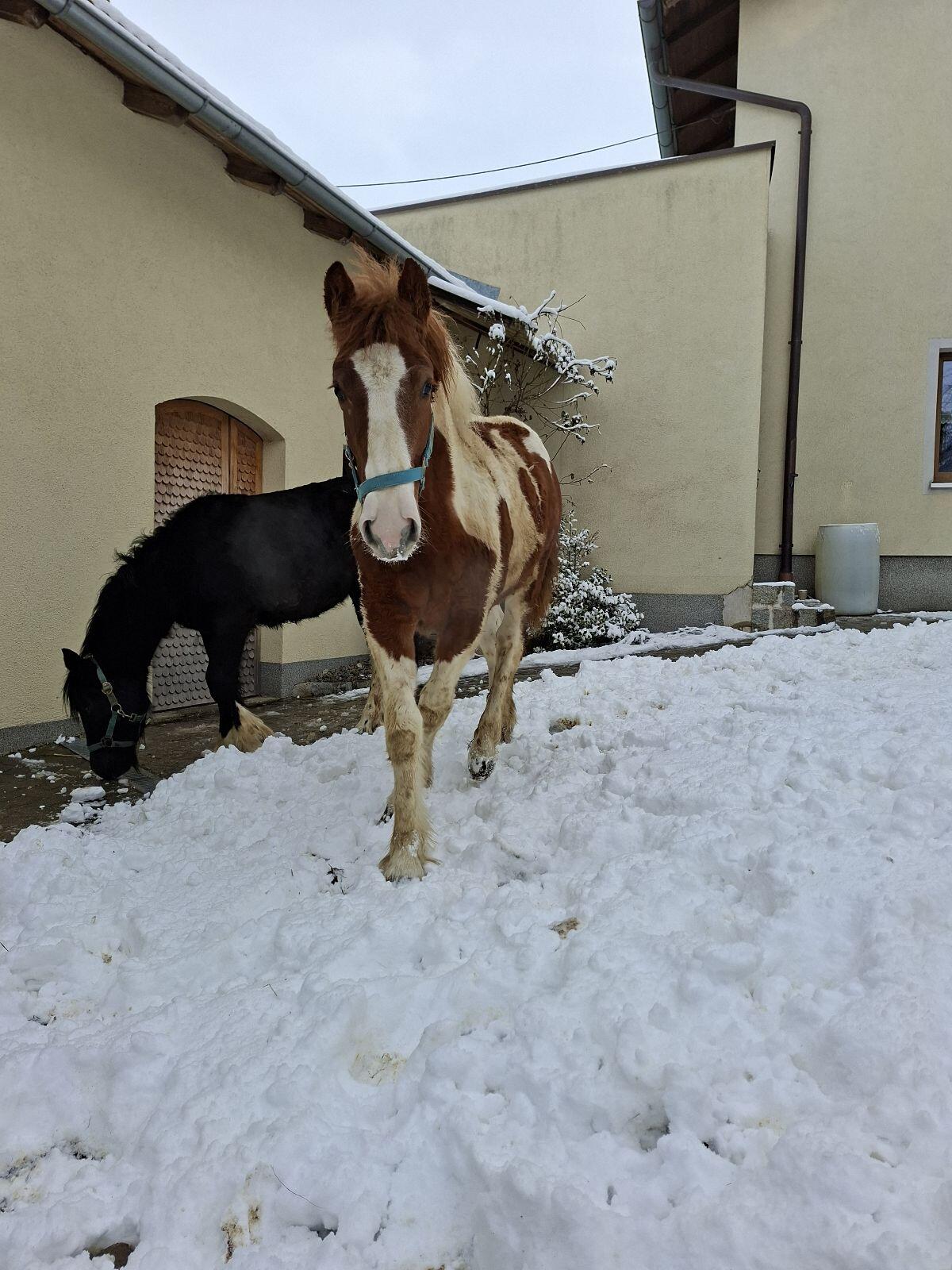 Tinker-Mix Stutfohlen 2