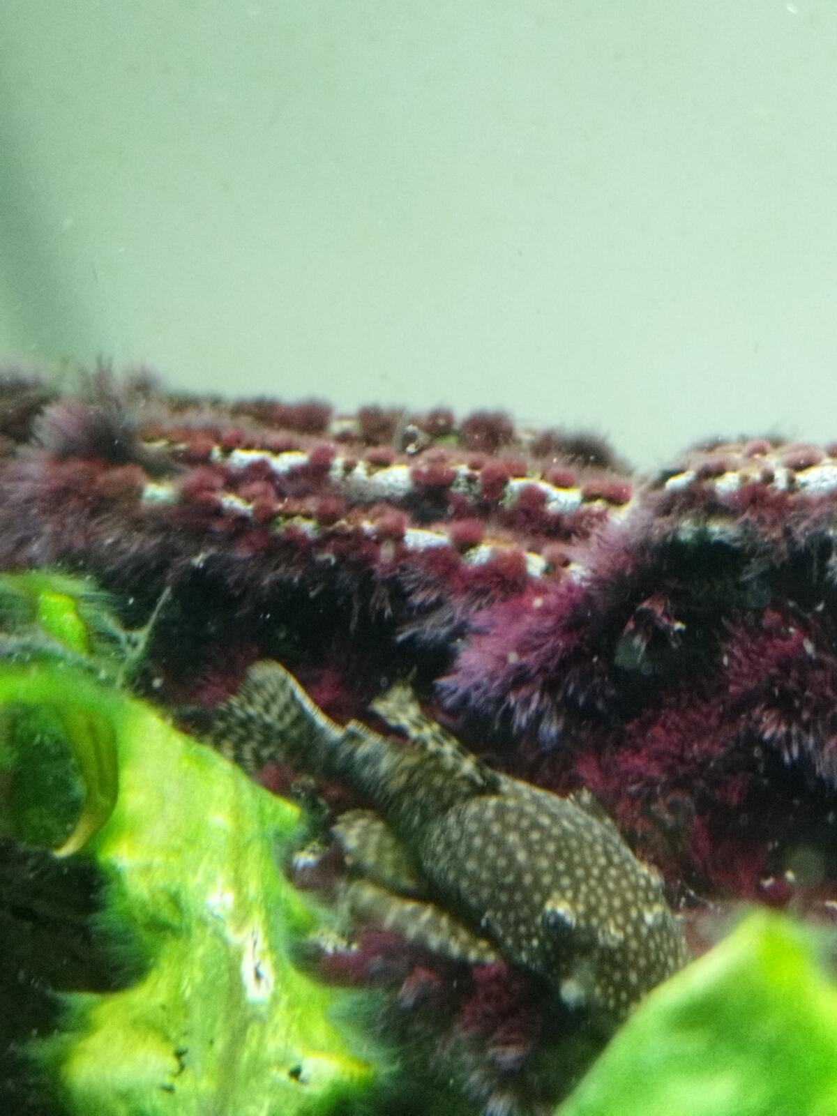 Fische für Aquarium 3