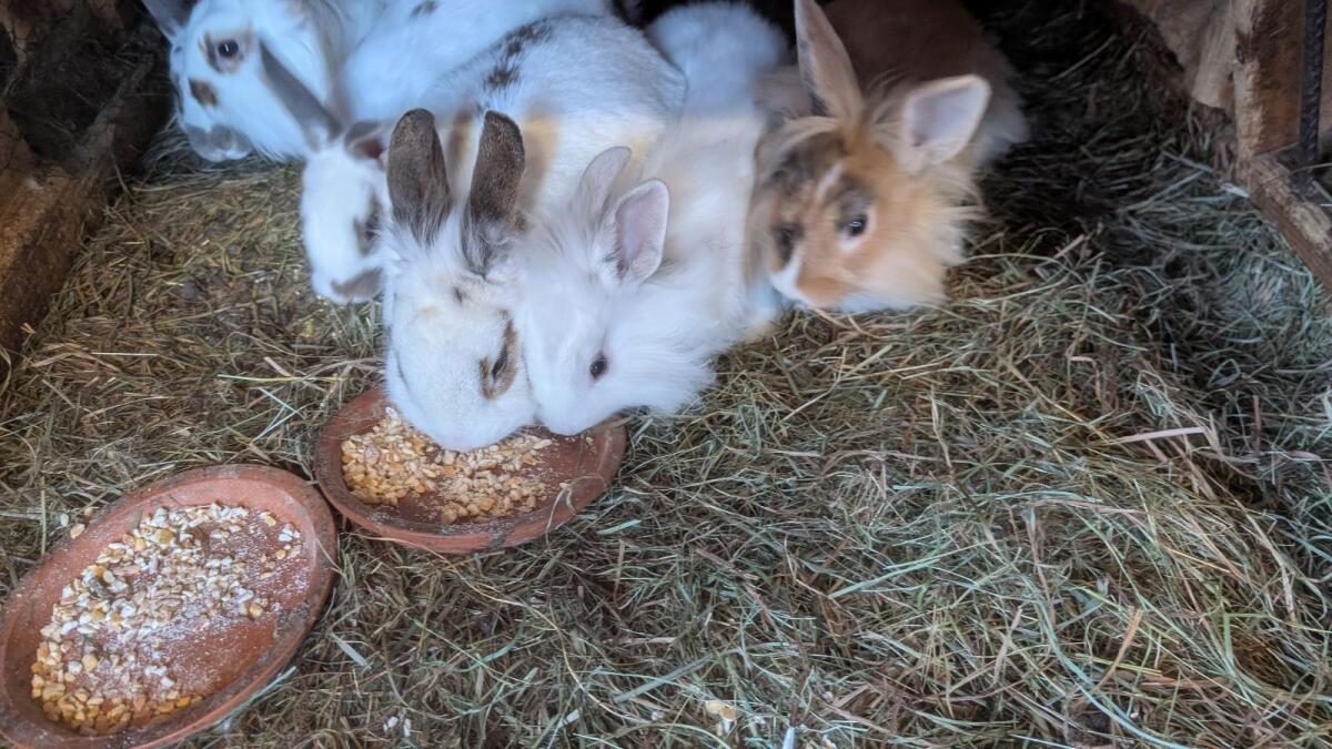 Zwergkaninchen in allen Farben laufend zu verkaufen 2