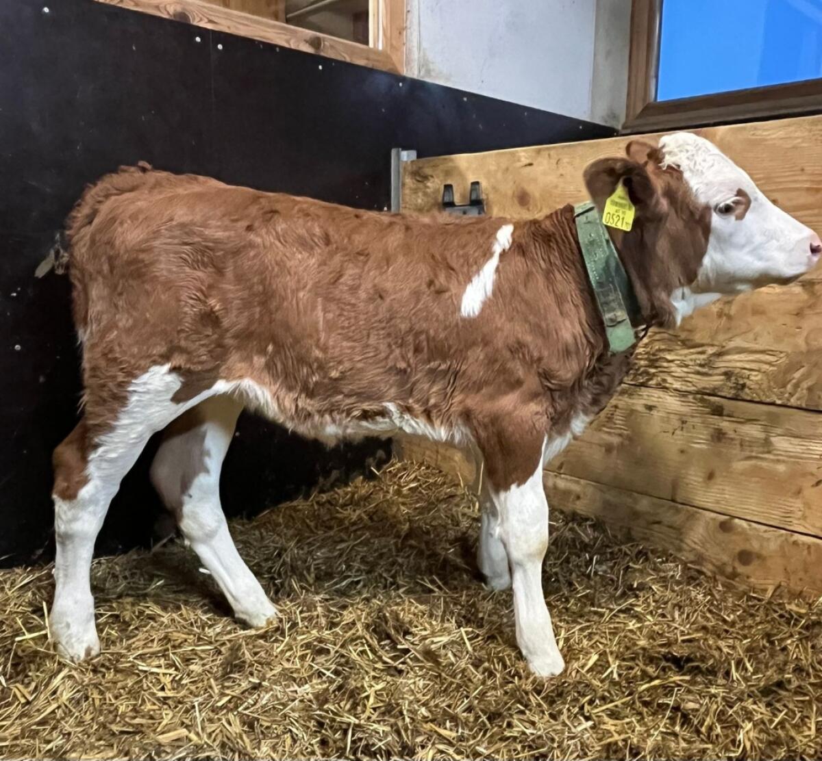 Fleckviehkalb 2