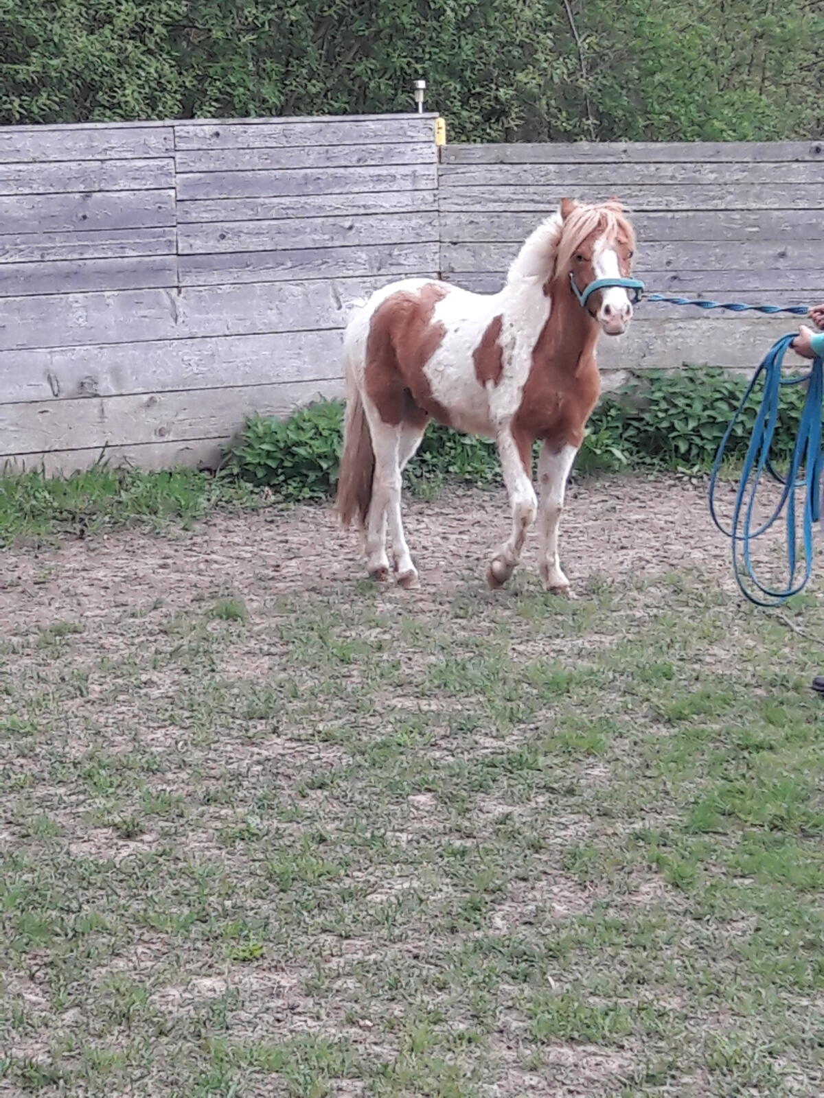 Shetland Persönlichkeit zu verkaufen 3