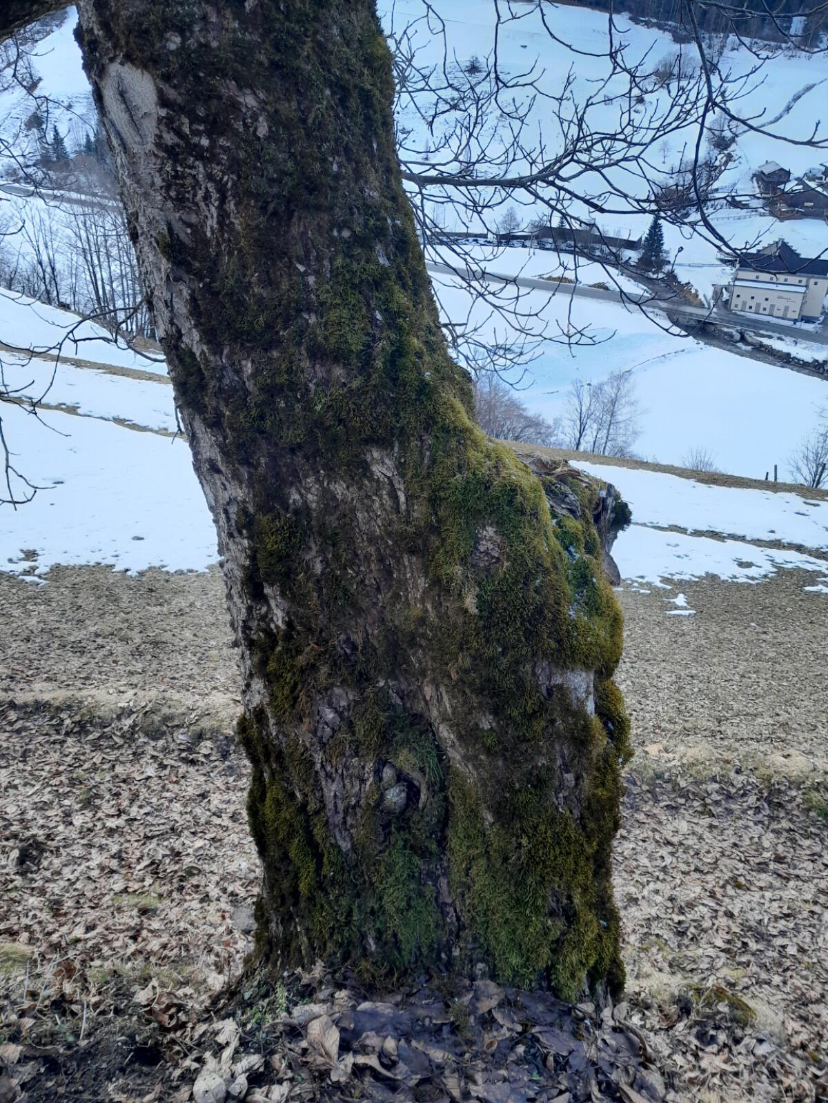 Walnussbaum zu verkaufen, für Tischler oder Drechsler 3