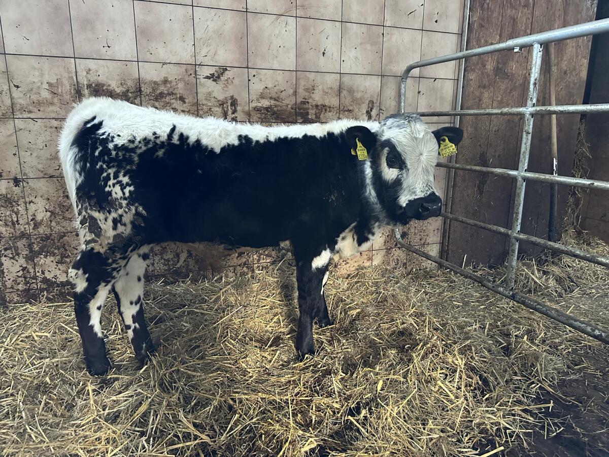 Pustertaler Sprinzen Stier 2