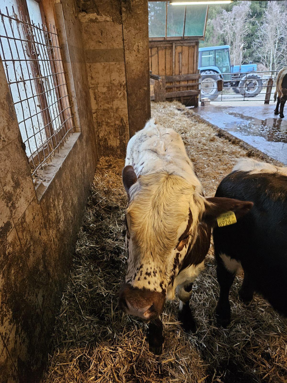 Pinzgauer Kreuzung 2