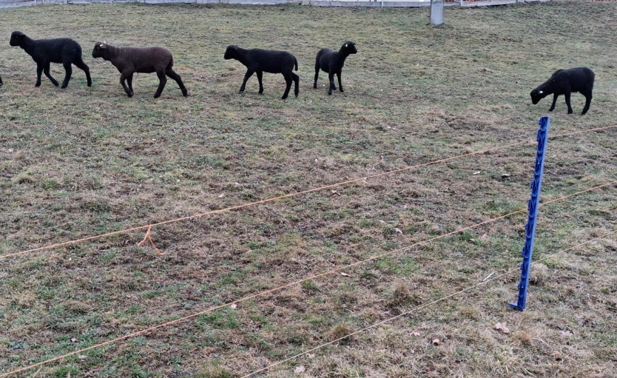 Jura Lämmer männlich 2