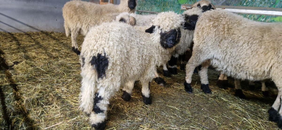 Walliser Schwarznasenschafe 2