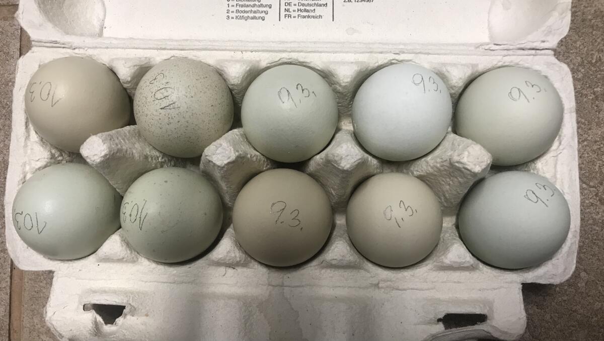 Bruteier reinrassiger Silverudds Bla 2