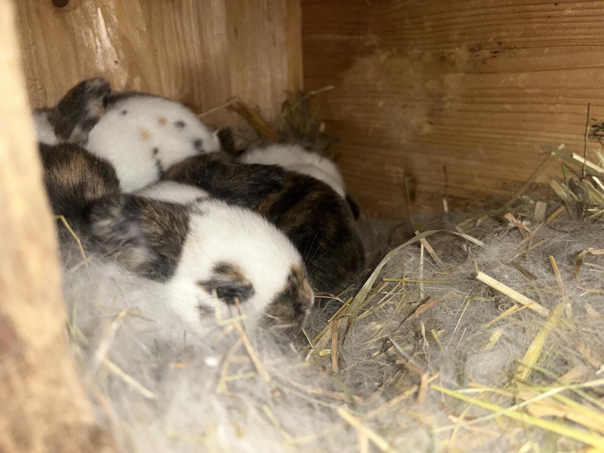 Aktion junge Kaninchen 3