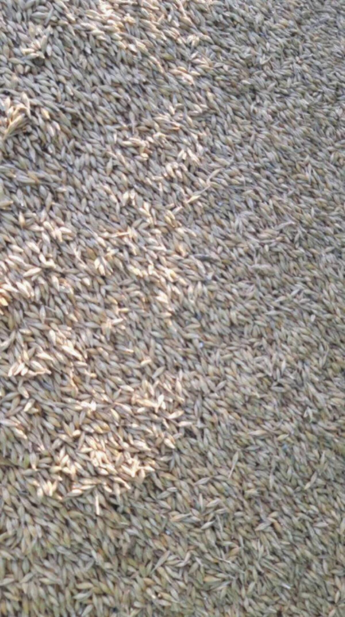 Futtergerste Top-Qualität 3