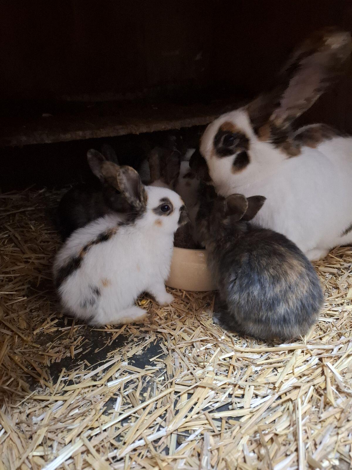 Dreifarbenschecken 2