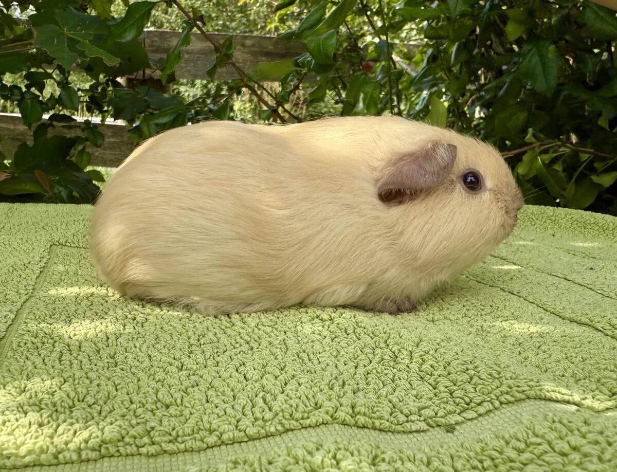 Rassemeerschweinchen zu verkaufen 2