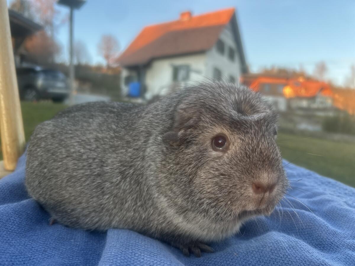 Rassemeerschweinchen zu verkaufen 3