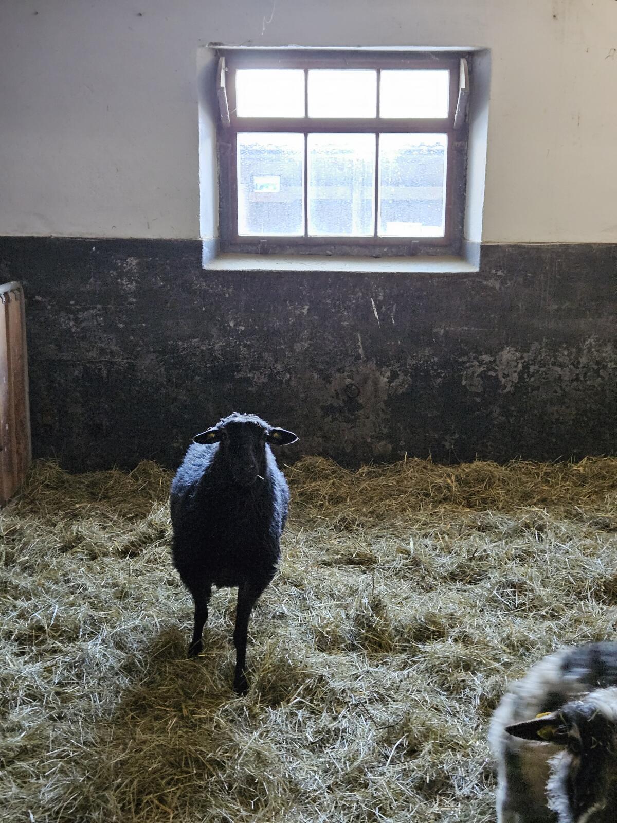 Gekörtes Krainer Steinschaf Muttertier 2
