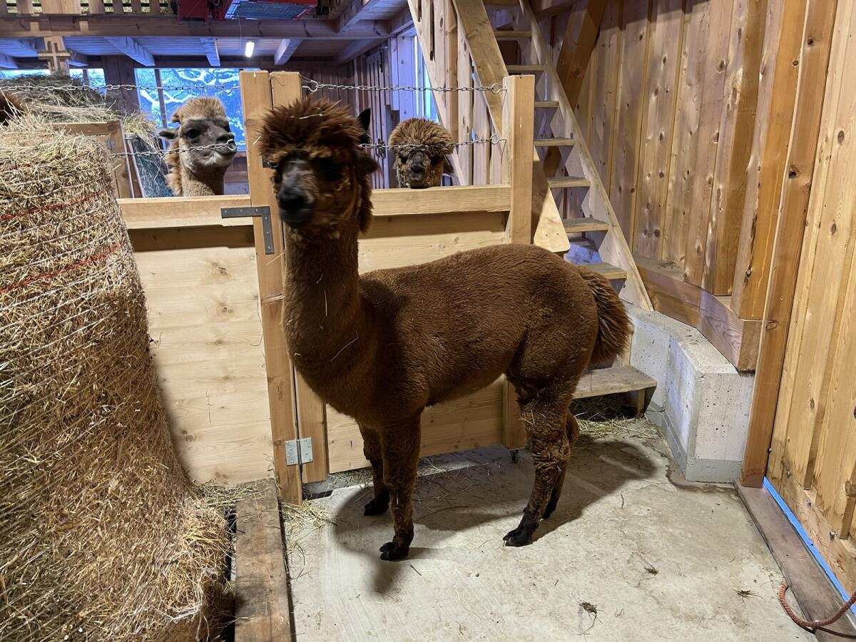 Alpakas 2