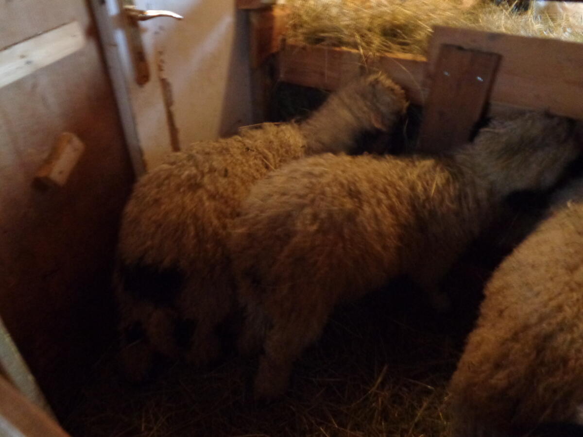 Walliser-Schwarznasen Schafherde (8 Stk.) zu verkaufen 2