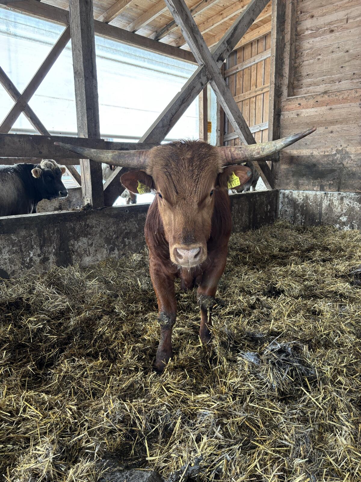 Bio Texas Longhorn/Angus Stier 3