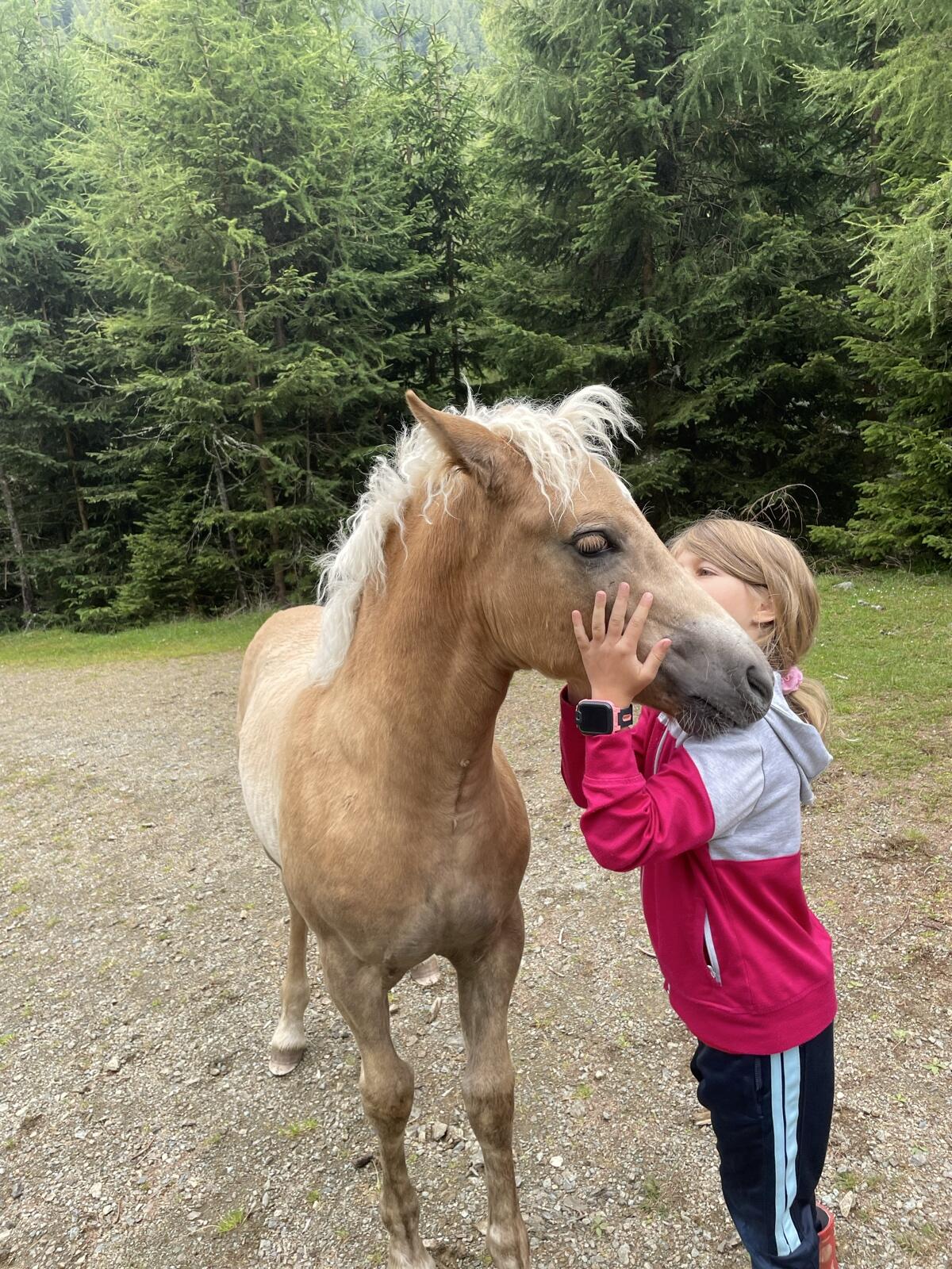 Haflinger Stutfohlen 2025 3