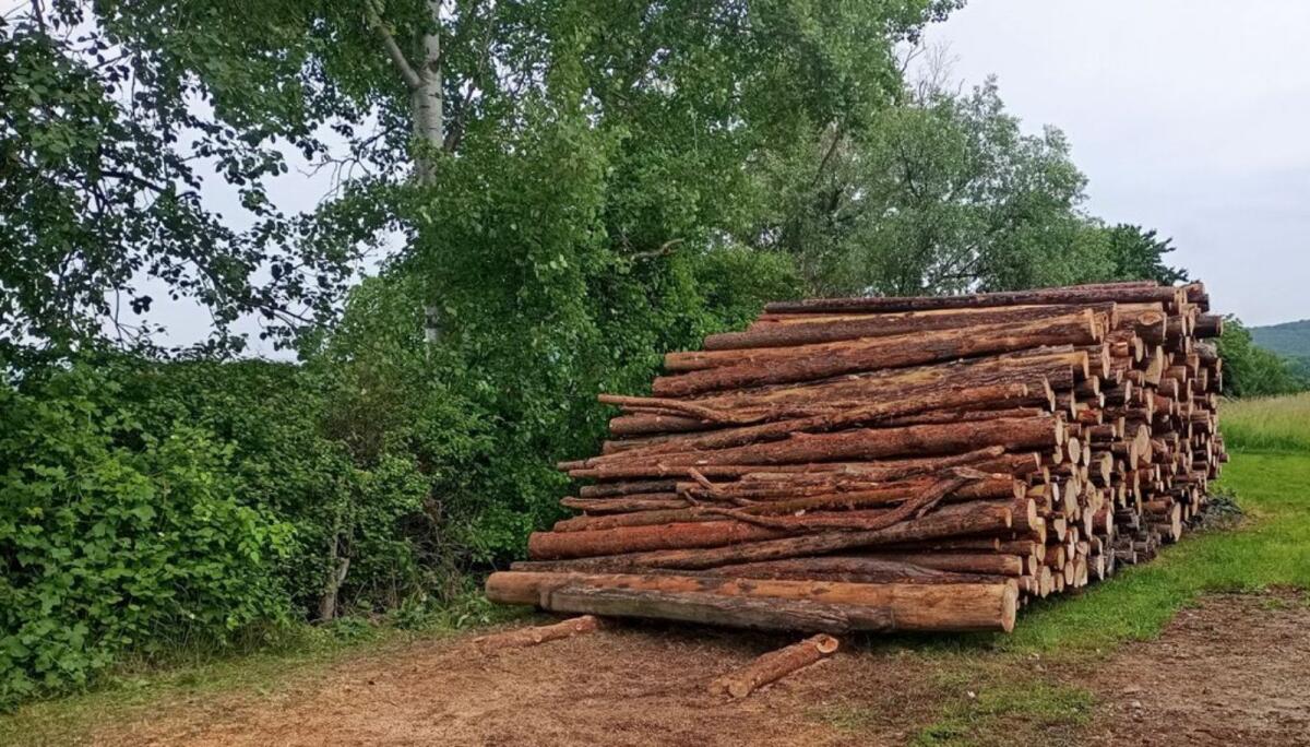 Brennholz Eiche, Kastanie, Akazie, Buche, Kiefer, Fichte 3
