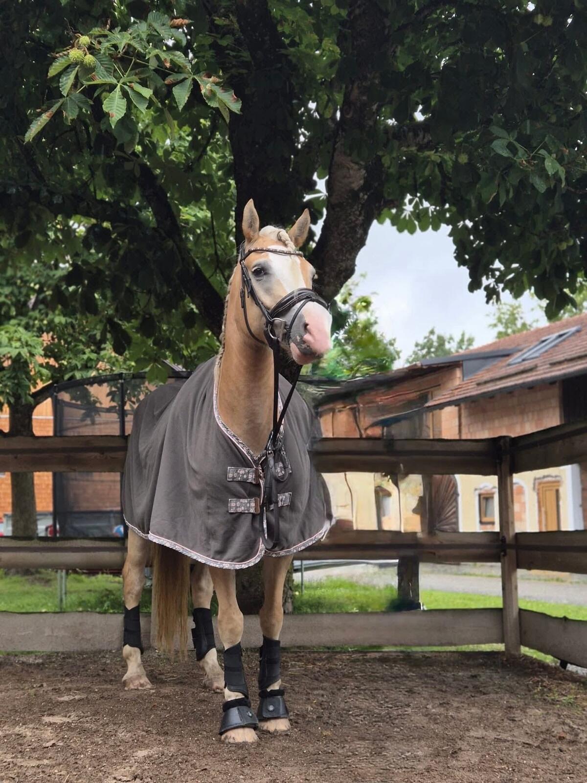 Haflingerstute Bengala 3