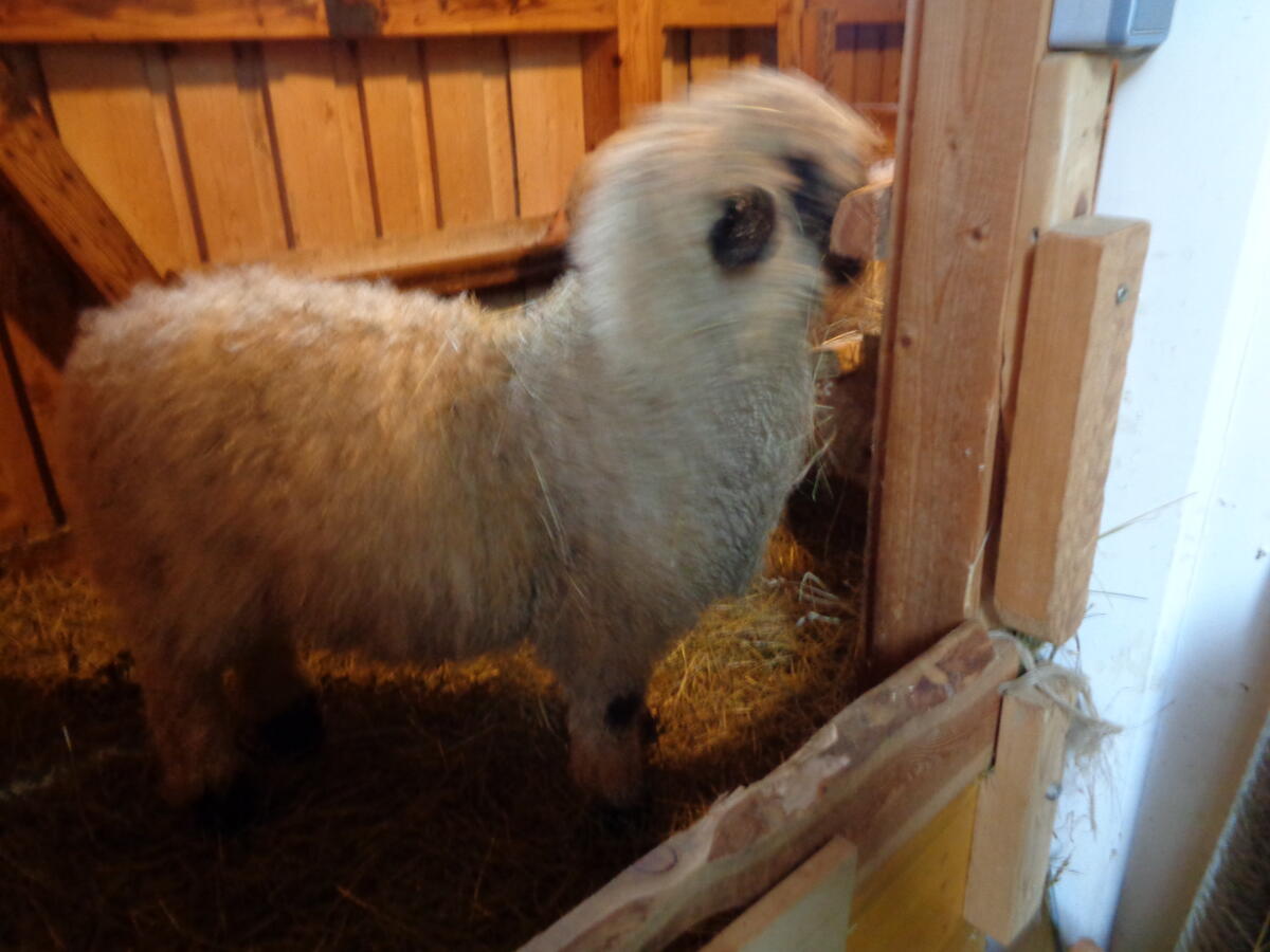 Walliser-Schwarznasen Schafherde (8 Stk.) zu verkaufen 3