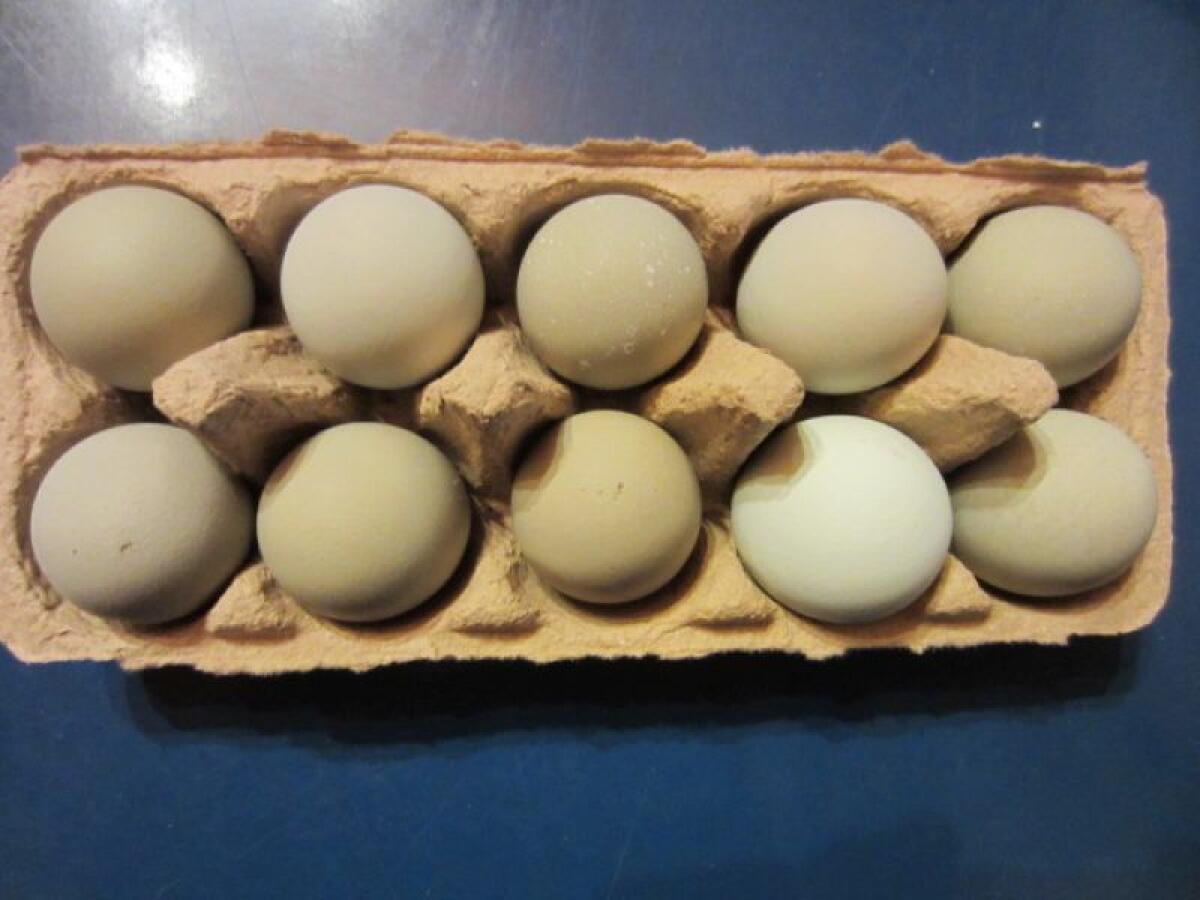 Bruteier Silverudds Bla Grünleger 2