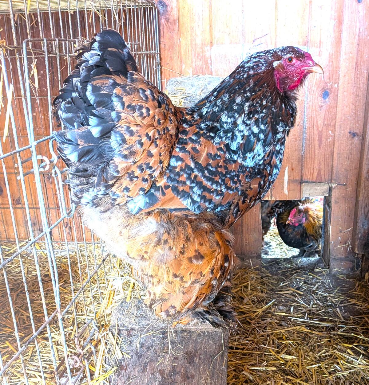 Brahma Bruteier abzugeben 2