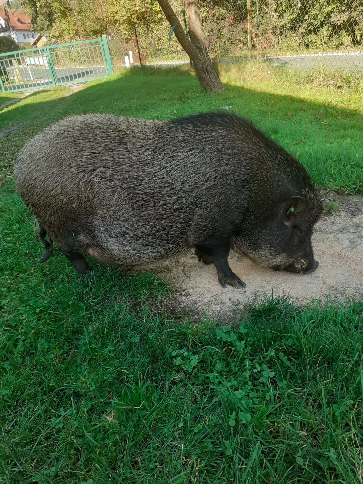 Miniaturschwein Gustav 2