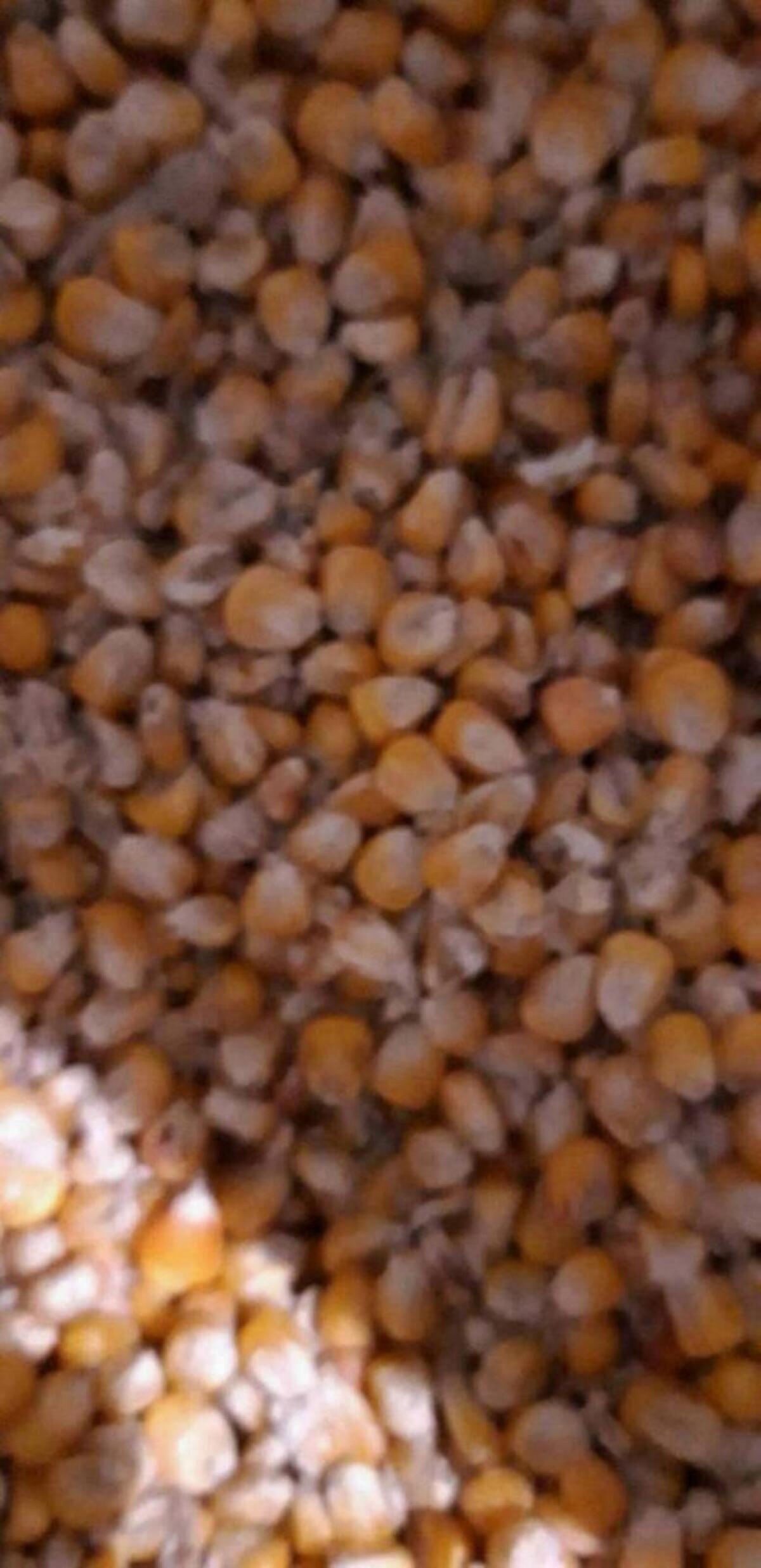 Körnermais Futtermais 2