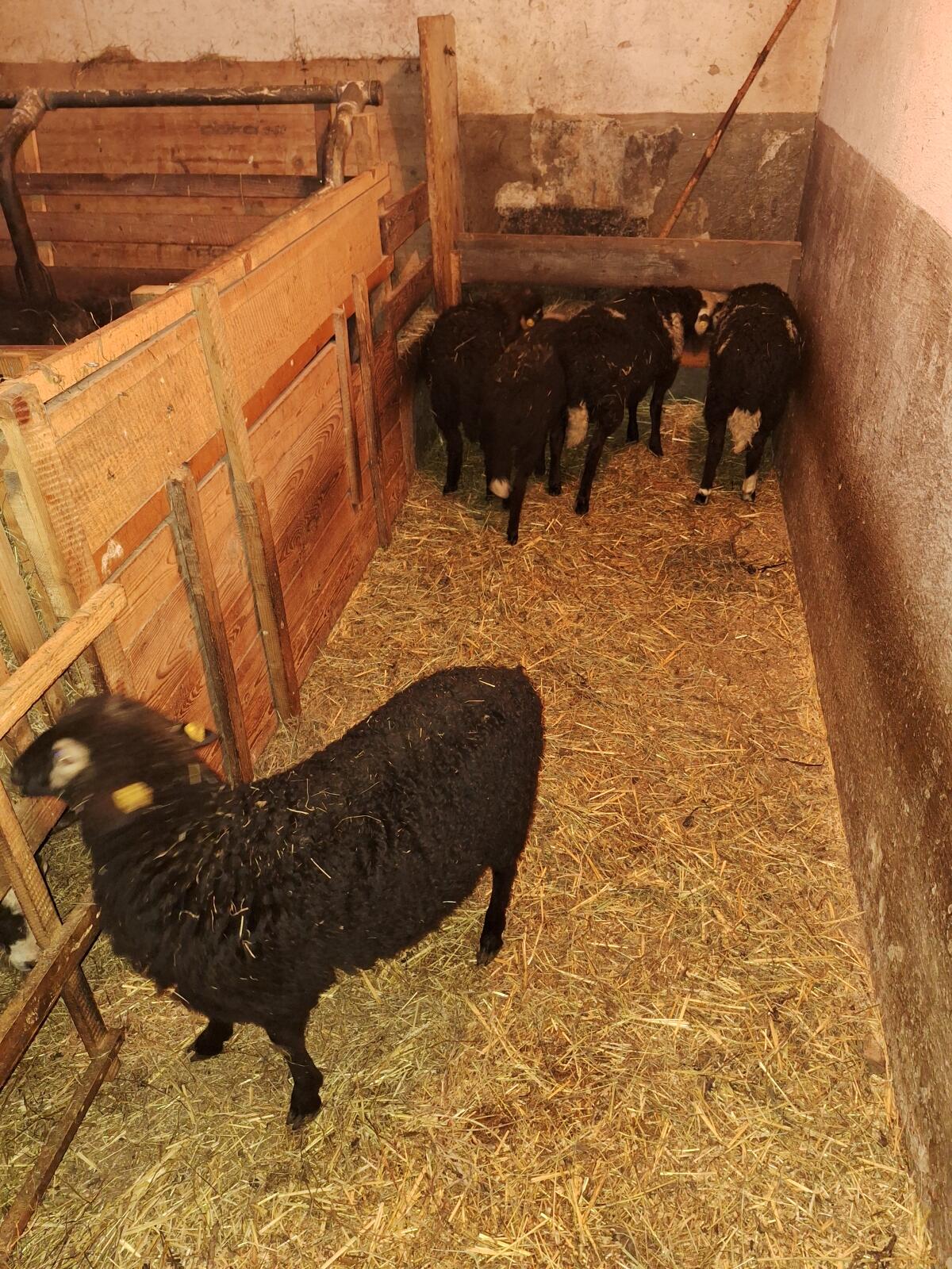 Krainer Steinschaf 2