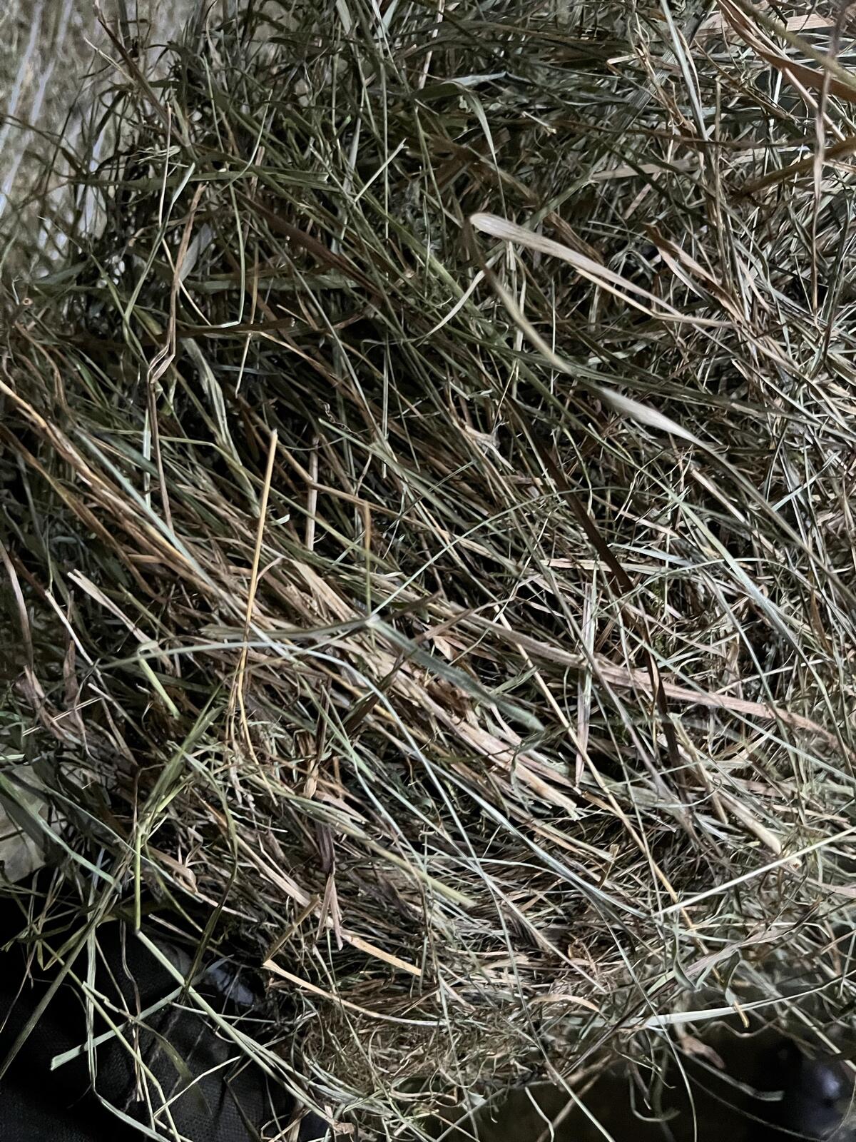 Heuballen zu verkaufen 2