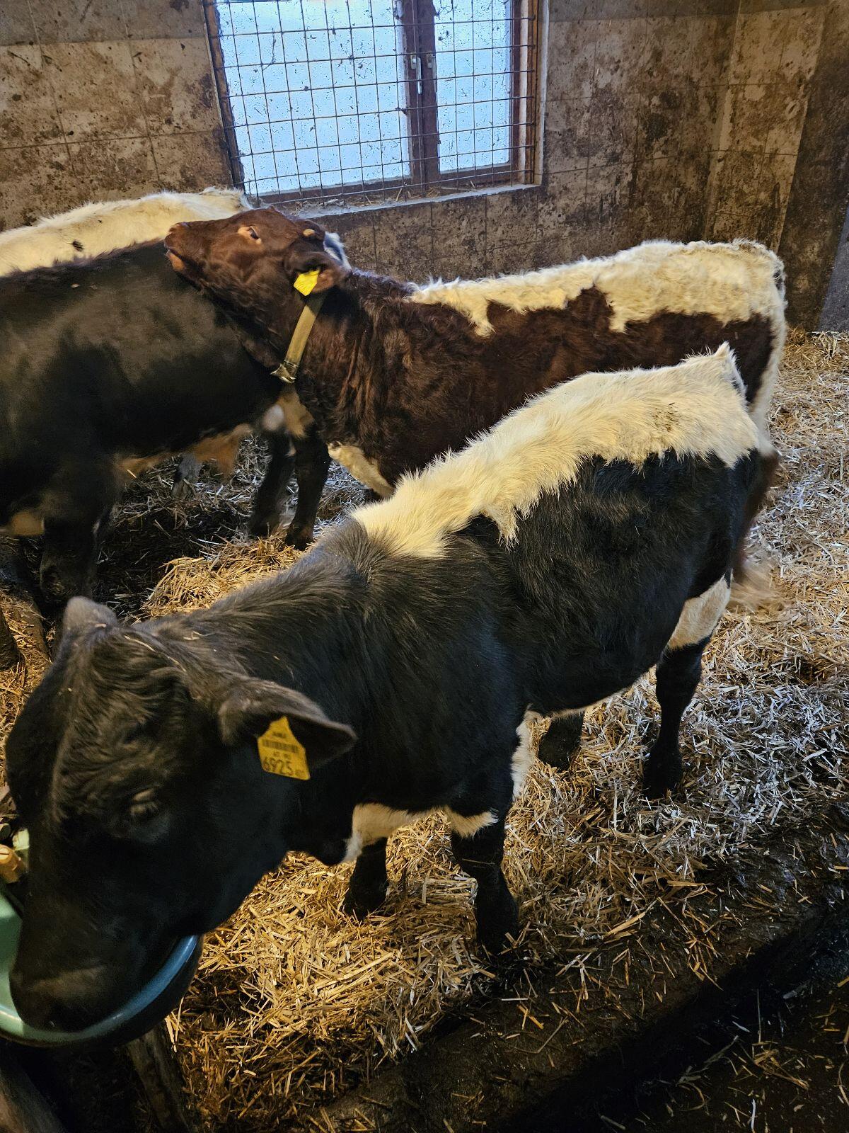 Pinzgauer Zuchtkälber 2