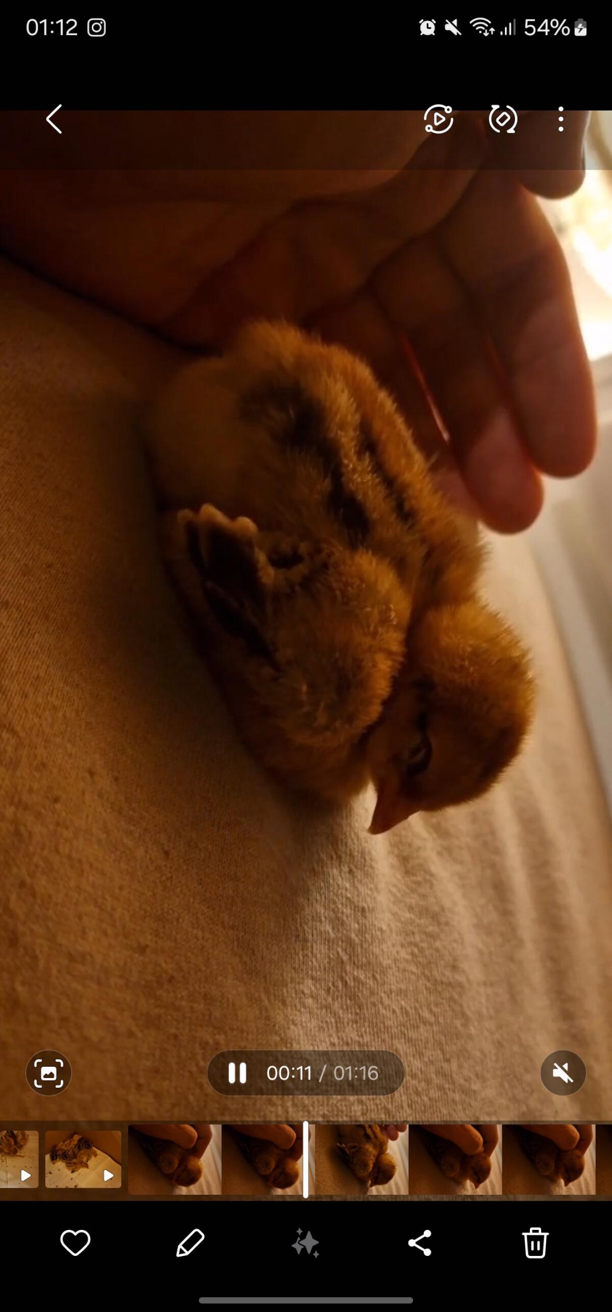 Bruteier Bielefelder Kennhühner 3