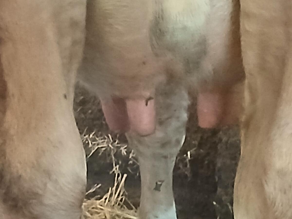 Fleckvieh Kuh in Milch 2