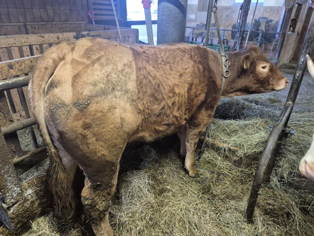 Verkauf oder Tausch trächtige Limousin Kalbin 2